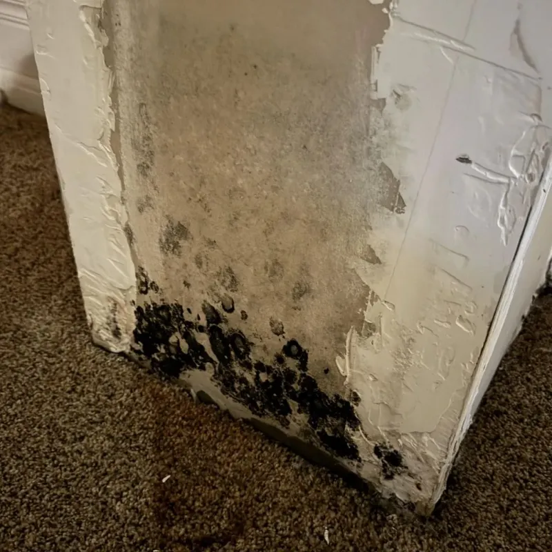Professional Mold Removal in Los Indios, TX